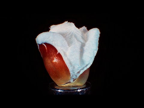 Popping Popcorn at 15,000 FPS Ultra Slow Motion -  [ Super Macro ]