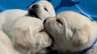 LIVE PUPPY CAM! Lab puppies at play!