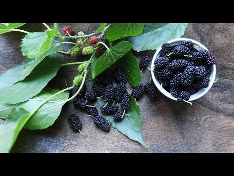 Mulberries 101: Nutrition Facts and Health Benefits