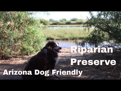 Video: Riparian Preserve na Water Ranchu u Gilbertu, AZ