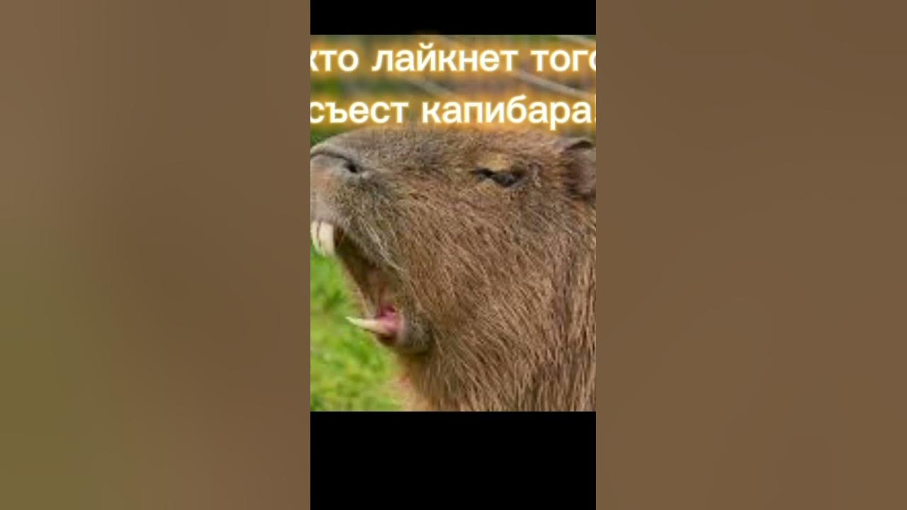 мем с капибарой - YouTube