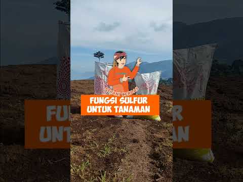 Video: Informasi Tentang Peran Sulfur - Apa Fungsi Sulfur Bagi Tumbuhan