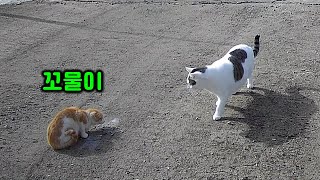 Little cat broke into the yard. Reaction from 11 cats! by 매탈남 66,841 views 3 weeks ago 14 minutes, 55 seconds