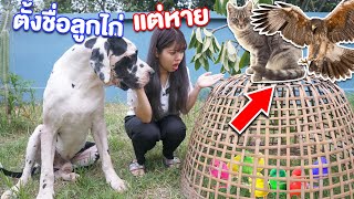 แย่แล้ว! ลูกไก่สีหาย!! หรือโดนแมวกิน!? | แพนด้ากุ๊กกุ๊ก