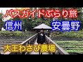 バスガイドぶらり旅  vol.37  安曇野 大王わさび農場