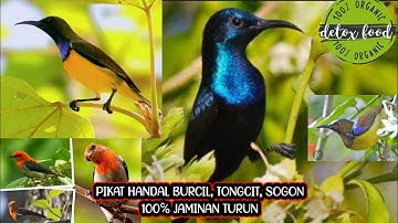 SUARA PIKAT SOGOK ONTONG RIBUT⁉️PIKAT SOGON SUSAH TURUN‼️SUARA PIKAT PALING JAHAt @tejepe984