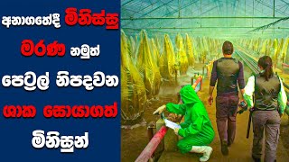 'The Day of the Triffids' සිංහල Movie Review | Ending Explained Sinhala | Sinhala Movie Review