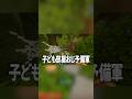 椅子もまともに組み立てられねえ情けない配信者の話　#shorts #shortvideo #マイクラ #マインクラフト #minecraft