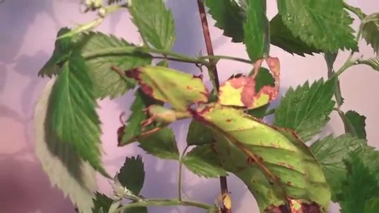 Phyllium giganteum (Phyliidea) Großes Wandelndes Blatt