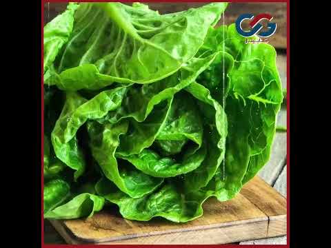 محيط مائي لبعث الحياة المصري القديم في شم النسيم