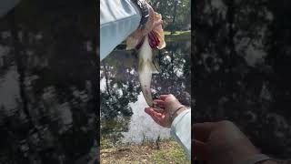 ❤️ A First Cast Bite!!!! #awesome #subscribe #catchandrelease #largemouthbass #peace #nature
