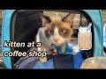 Taking my kitten to a coffee shop