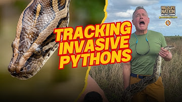 Tracking Invasive Pythons with Jeff Corwin & a Snake-Sniffing Dog! 🐍🐾