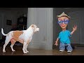 Dog vs Alien in Disguise Prank: Funny Dogs Maymo, Penny & Potpie Dog vs Alien in Disguise Prank: Funny Dogs Maymo, Penny & Potpie