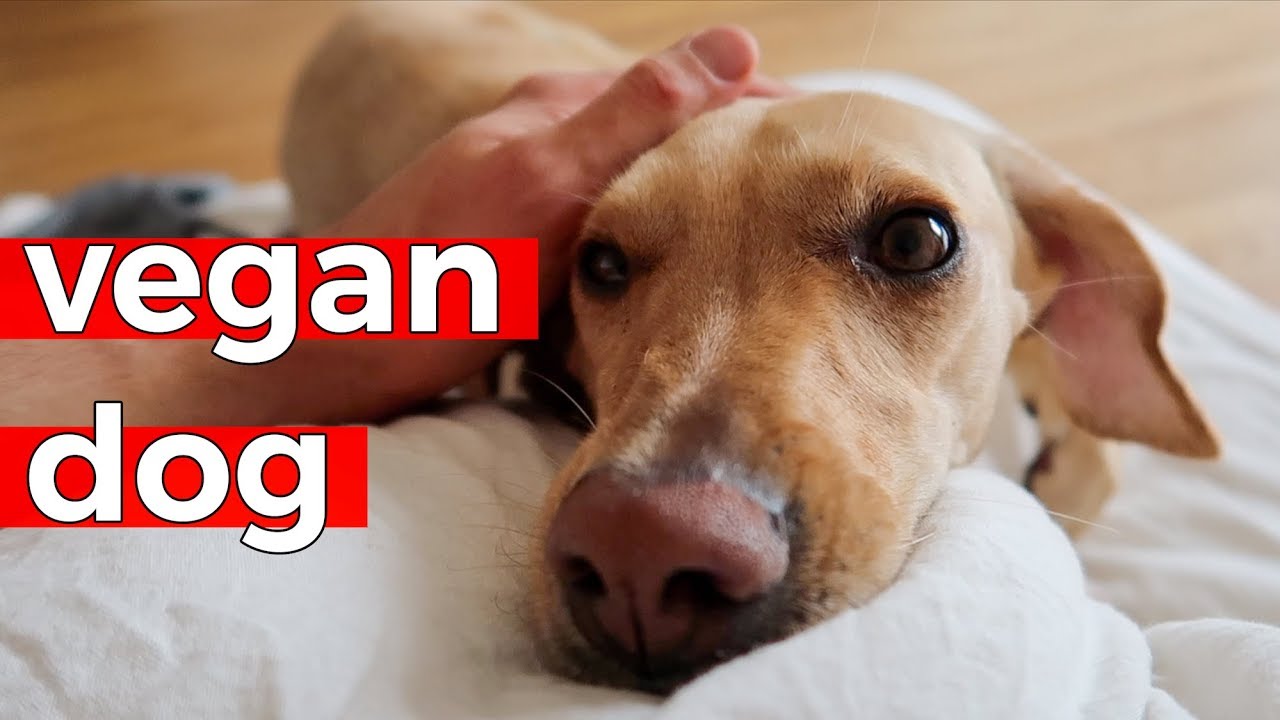 What Vegan Dogs are like - YouTube
