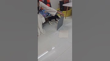 đại ca vui ngáo tự ngắm mình trong gương rất bất mãn #khethui #cat