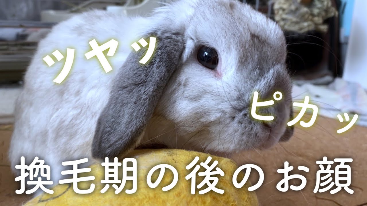 換毛期が終わった直後のうさぎの顔は ホーランドロップのラブくん Youtube
