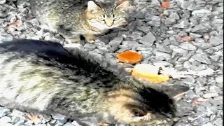 The difficult life of street cats by GOOD ALEX 331 views 3 years ago 1 minute, 23 seconds