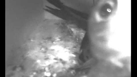 Close-up young Swift flight practise