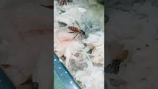 Download Lagu lebah madu.. #viral #short #shorts #shorts #video #tutorial #dj #lebah MP3 Download Lagu lebah madu.. #viral #short #shorts #shorts #video #tutorial #dj #lebah MP3