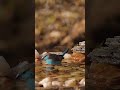 Blue breasted cordonbleu and village #weaver #bird #nature #wildlife HA09884