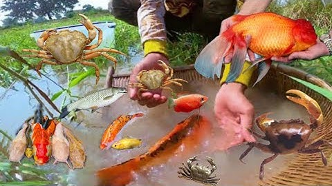 Tìm cá molly bong bóng , cá thú mỏ vịt , cá trắm , cá trôi , cá rô phi , cá nước ngọt , ốc , cua