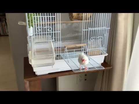 文鳥の求愛ダンス