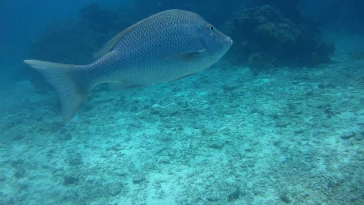 40斤10蚊兩 海石鰵魚 個膠成萬蚊要比返艇家【賣魚佬 OH! Seafood HK】｜西環魚王