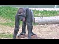 キヨマサ   Funny Kiyomasa gorilla(26)