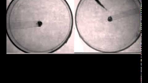 Adapting to darkness: How behavioral and genetic changes helped cavefish survive extreme environment