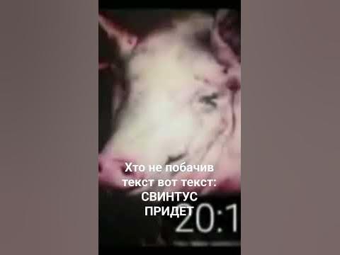 СВИНТУС ПРИДЕТ - YouTube
