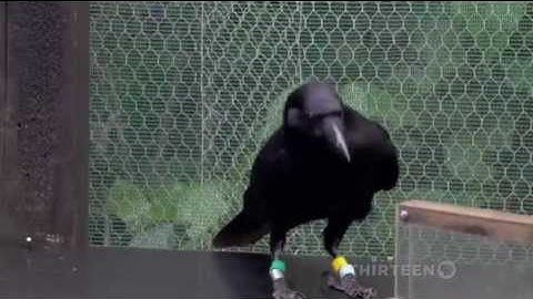 Crow Using Tools