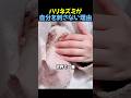 ハリネズミが自分を刺さない理由 #ハリネズミ #動物