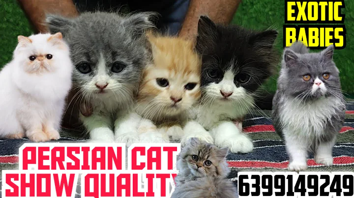 Video 11033831: persian exotic kittens, persian kitten baby, persian cat, cat home