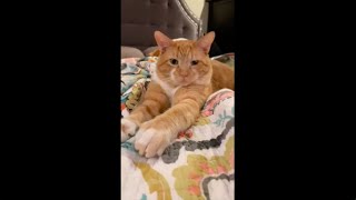 Meet Bartell - Big, beautiful Orange Tabby Cat who Loves to Play! by cute adoptable cat and dog videos 316 views 2 years ago 1 minute, 39 seconds