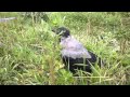 Серая ворона Крышечка гуляет по травке/Hooded crow Kryshechka walks on the grass
