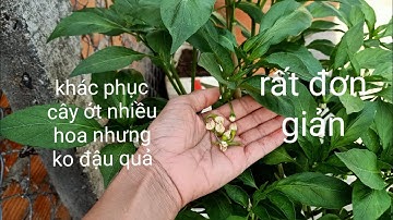 Cách khắc phục cây ớt rụng hoa không đậu quả|how to fix chili-tree withour fruit