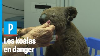 Les koalas décimés par les incendies en Australie