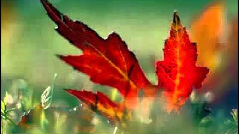 تلاوة رهيبة و أكثر من رائعة أتحداك أن تستـطيع وصفها