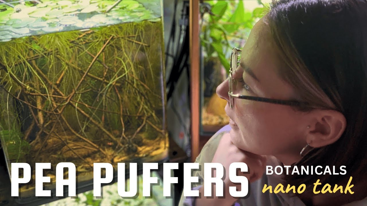 I Built a Natural Botanical Tank for Pea Puffers (and 3 months update)