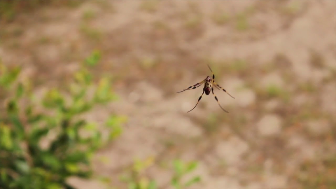 Golden Silk Orb-Weavers: Web Reconstruction & Stabilimentum Construction