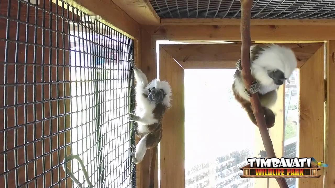 wisconsin dells camping Cotton Top Tamarins of Timbavati Wildlife Park
