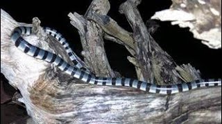 The Life Of Andamans Sea Kraits