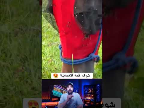 شوف قمة الإنسانية دويتو اكسبلور معلومات قطط  ترند   رمله