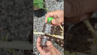 Step-by-Step Air Layering Guide for Quick Tree Propagation