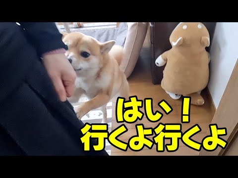 【行くよ！】お母さんも一緒に散歩について来てほしい柴犬は必死