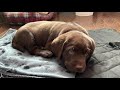 The most PERFECT Chocolate Lab Pup On Earth Joins The Family (READ DESCRIPTION BEFORE COMMENTING)