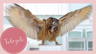 TAKOYAKI of the afternoon  (Episode 1) | Eurasian Eagle Owl // Name : TAKOYAKI