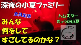 小夏ファミリーの夜が更ける【ハムスター/キンクマ/ロボロフスキー/ジャンガリアン】