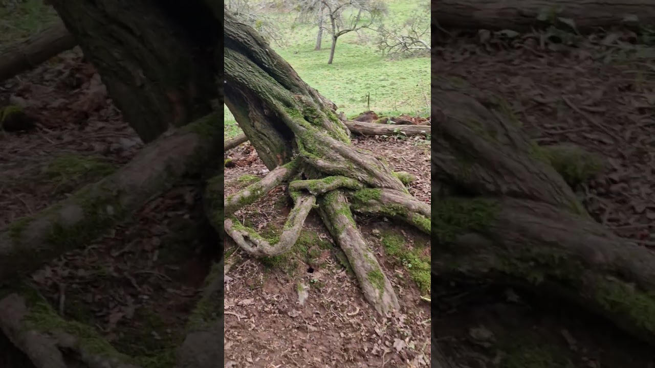 Hobbit trees                             #nature#countryside            #hobbit